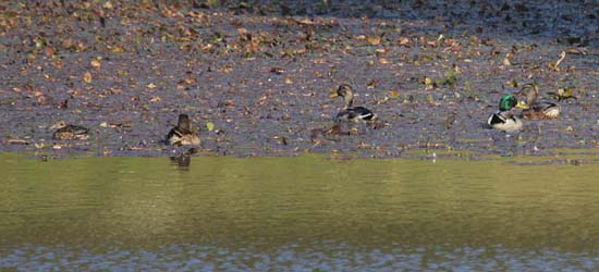 左から（？、マガモ♂エクリプス、マガモ♂エクリプス、マガモ♂、マガモ♀）