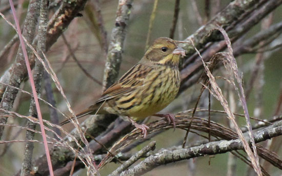 アオジ♀