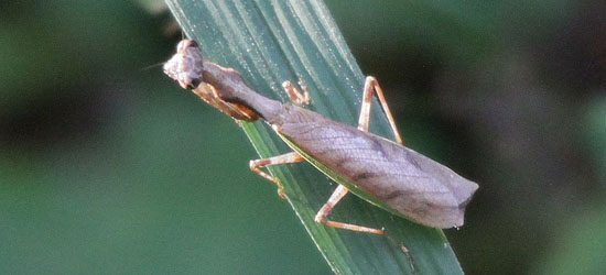 ヒメカマキリ