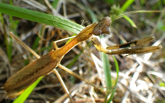 コカマキリ