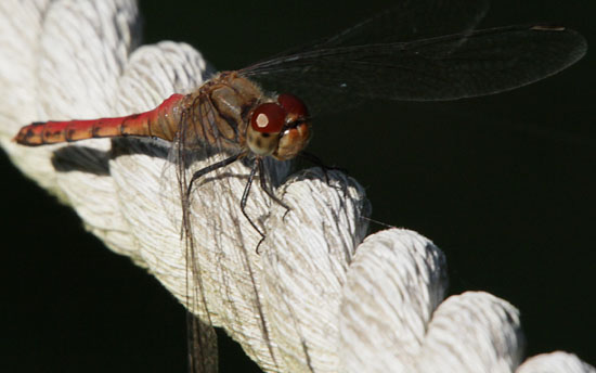 ナツアカネ♀