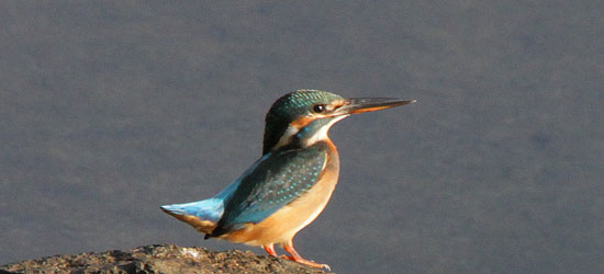 カワセミ♀