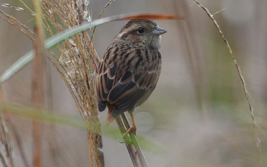 ホオジロ♀