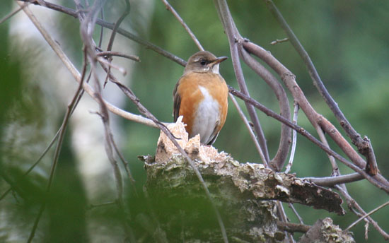 アカハラ♀