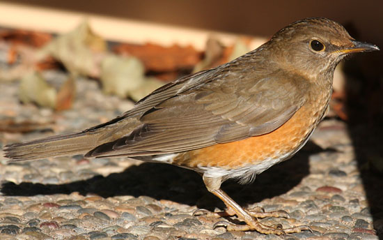 アカハラ♀