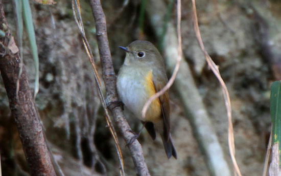 ルリビタキ♀