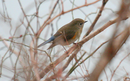 ルリビタキ♀