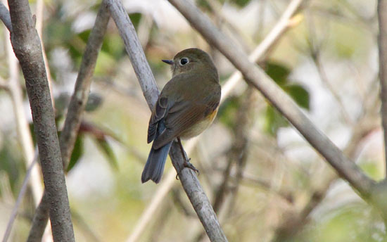 ルリビタキ♀