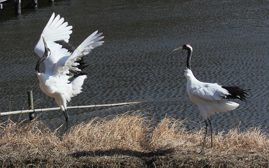 タンチョウ、未完成の鶴の舞