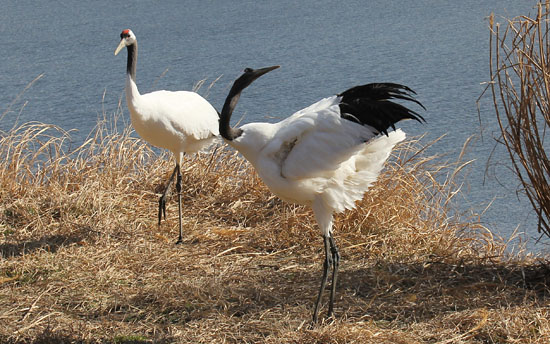 タンチョウ、未完成の鶴の舞