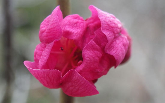 梅の花