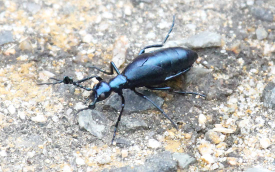 ツチハンミョウの仲間（ヒメツチハンミョウ？♂）