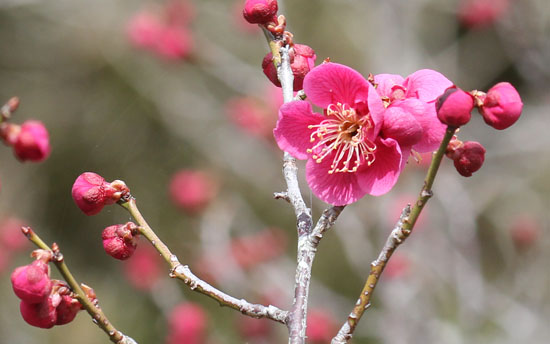 梅の花