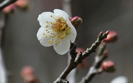 梅の花