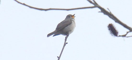 コサメビタキ？