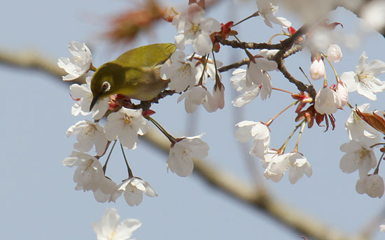 ヤマザクラを吸蜜しにきたメジロ