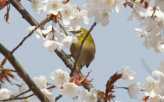 ヤマザクラを吸蜜しにきたメジロ