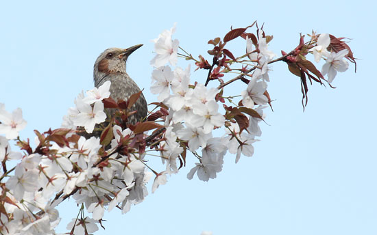 ヤマザクラにヒヨドリ
