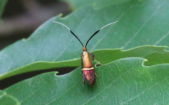 ホソオビヒゲナガ♀