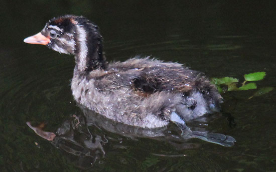 カイツブリの幼鳥