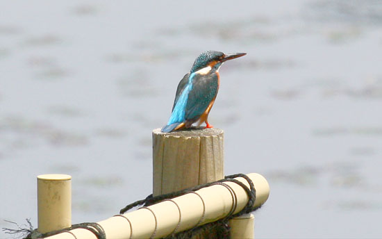 カワセミ♀