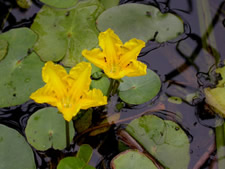写真：アサザ